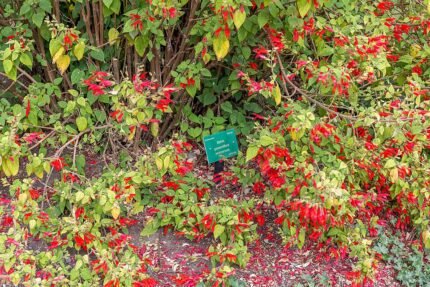 Salvia gesneriflora plant met levendige groene bladeren en rode bloemen in Christchurch Botanic Gardens, Canterbury, Nieuw-Zeeland.