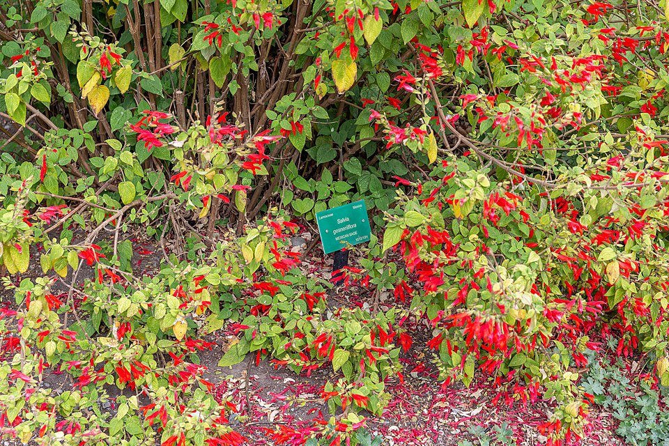 Salvia gesneriflora plant met levendige groene bladeren en rode bloemen in Christchurch Botanic Gardens, Canterbury, Nieuw-Zeeland.
