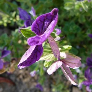 Salvia viridis plant met levendige blauwgroene bladeren en delicate bloemen.