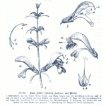 Diepblauwe Salvia patens bloemen met groene bladeren op neutrale achtergrond.