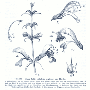 Diepblauwe Salvia patens bloemen met groene bladeren op neutrale achtergrond.