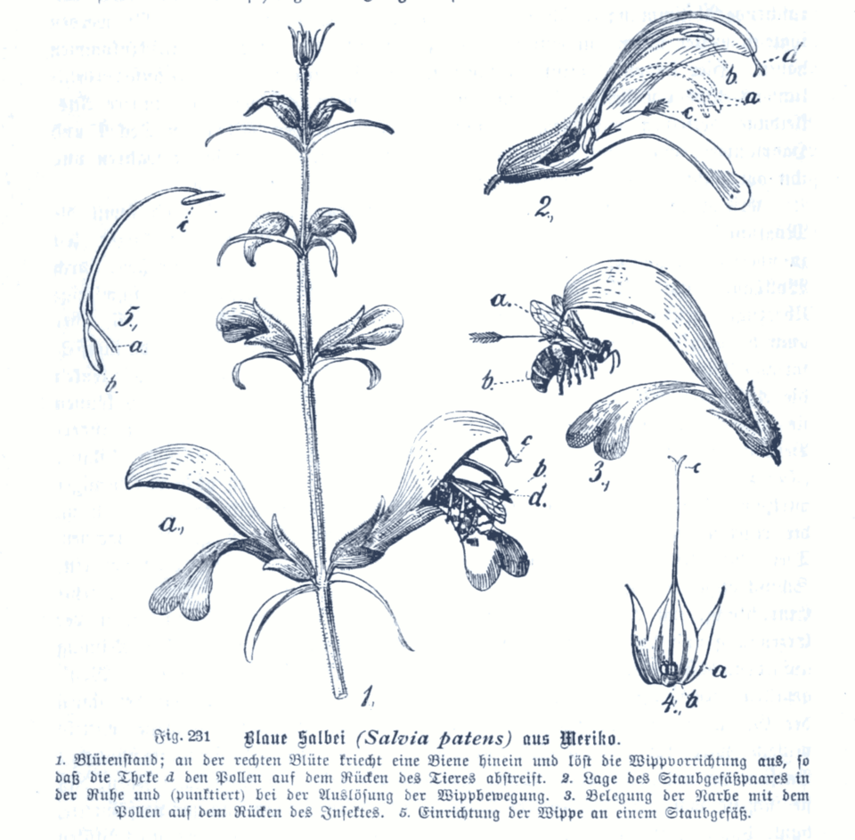 Diepblauwe Salvia patens bloemen met groene bladeren op neutrale achtergrond.