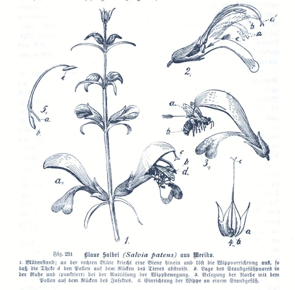 Diepblauwe Salvia patens bloemen met groene bladeren op neutrale achtergrond.