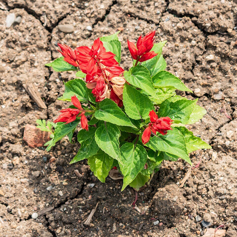 Rode Salvia bloemen in Lyonse Botanische Tuin.