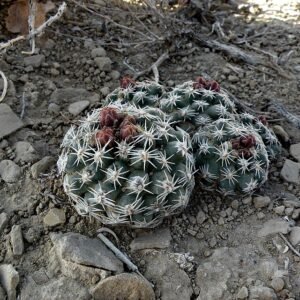 Zeldzame Pediocactus despainii cactus met zilverachtige stekels en roze bloemen.