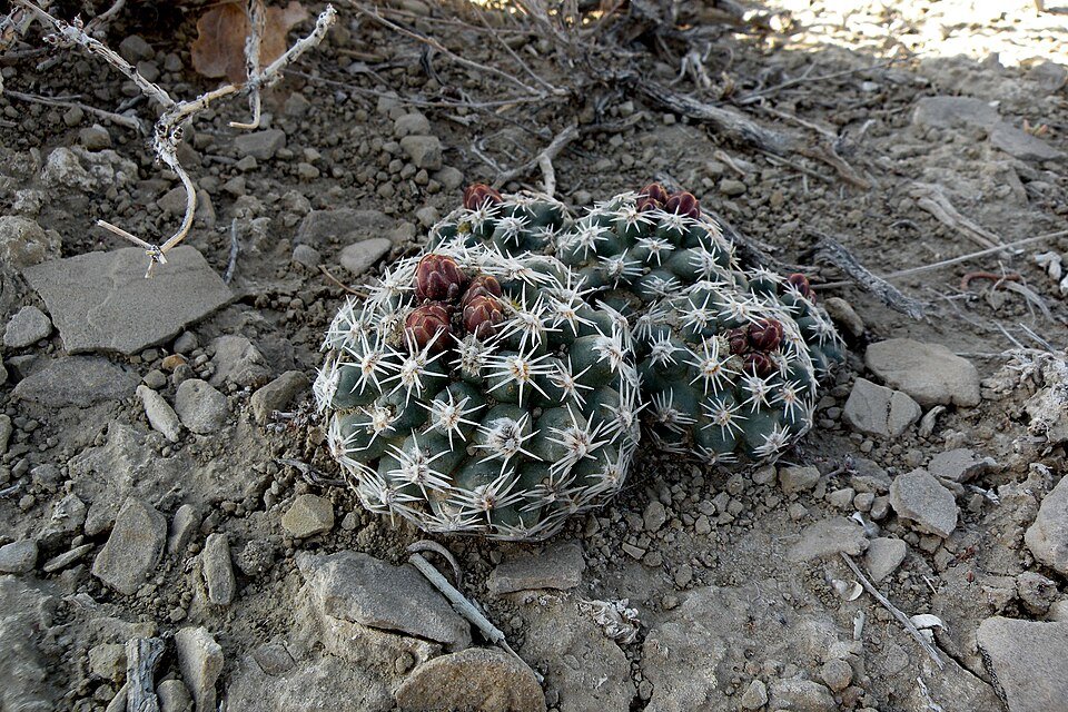 Zeldzame Pediocactus despainii cactus met zilverachtige stekels en roze bloemen.