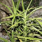 Sansevieria arborescens plant met puntige groene bladeren op witte achtergrond.