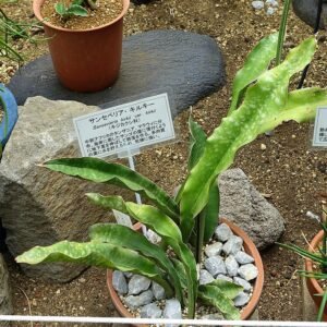 Sansevieria kirkii plant with long, sword-shaped leaves in a museum setting.
