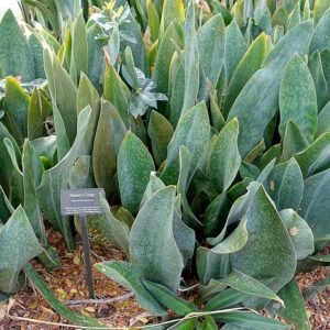 Sansevieria masoniana plant with broad, paddle-shaped leaves in garden setting.
