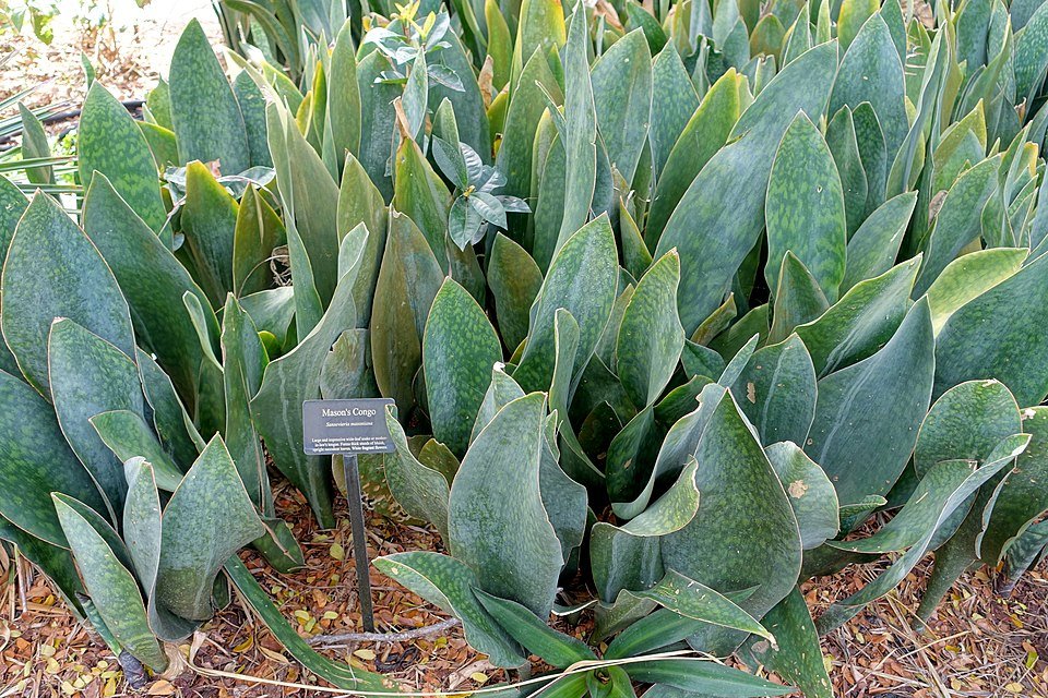 Sansevieria masoniana plant with broad, paddle-shaped leaves in garden setting.