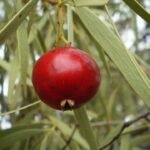 Rijpe rode vruchten van Santalum acuminatum-plant op natuurlijke achtergrond.