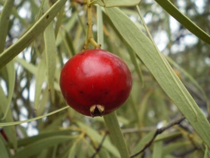 Rijpe rode vruchten van Santalum acuminatum-plant op natuurlijke achtergrond.
