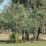 Santalum lanceolatum plant met groene lancetvormige bladeren en kleine witte bloemen in bloei.
