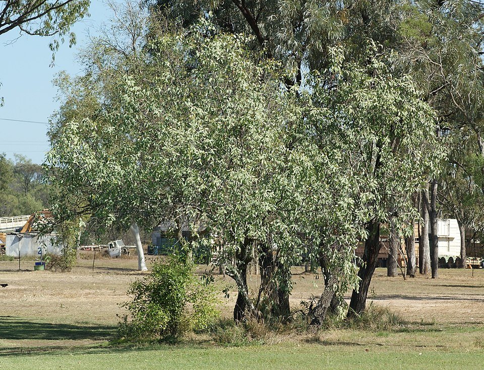 Santalum lanceolatum plant met groene lancetvormige bladeren en kleine witte bloemen in bloei.