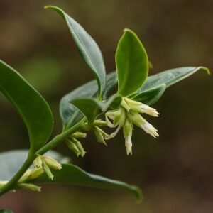 Sarcococca confusa bloeiende struik in Tuinreservaat Jonkervallei.