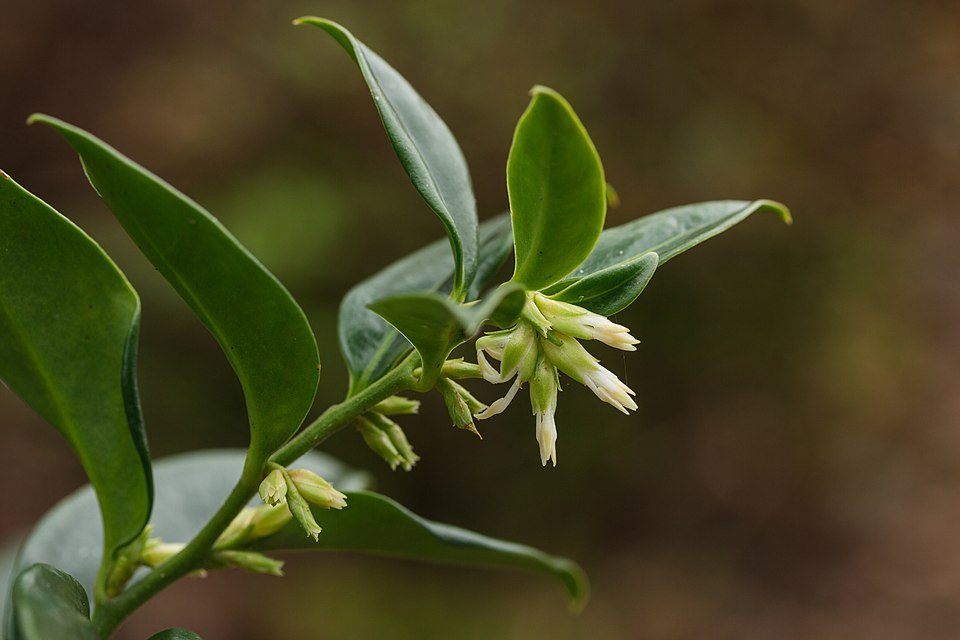 Sarcococca confusa bloeiende struik in Tuinreservaat Jonkervallei.