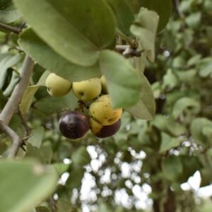 Sarcomphalus mistol boom met groene bladeren en witte bloemen.