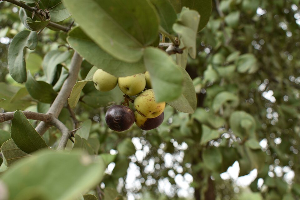 Sarcomphalus mistol boom met groene bladeren en witte bloemen.