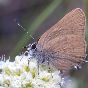 Majestueuze Satyrium auretorum orchidee met gele bloemen op groene steel.
