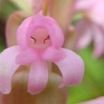 Satyrium nepalense orchidee met paarse bloemen en groene bladeren.