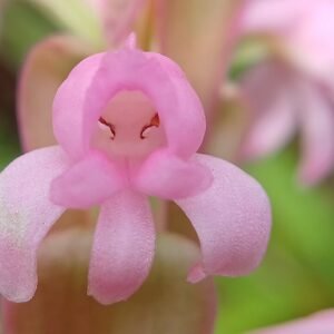 Satyrium nepalense orchidee met paarse bloemen en groene bladeren.