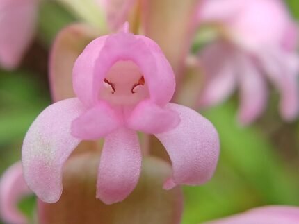 Satyrium nepalense orchidee met paarse bloemen en groene bladeren.