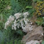 Saxifraga cotyledon plant met groene bladeren en witte bloemen.