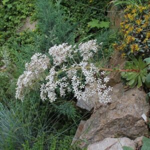 Saxifraga cotyledon plant met groene bladeren en witte bloemen.