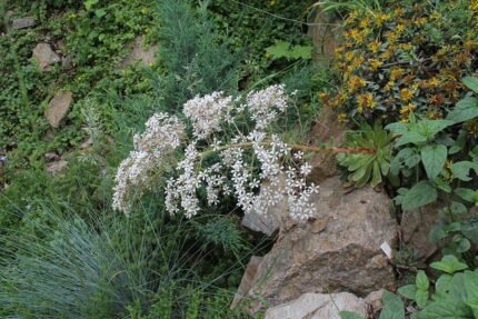 Saxifraga cotyledon plant met groene bladeren en witte bloemen.