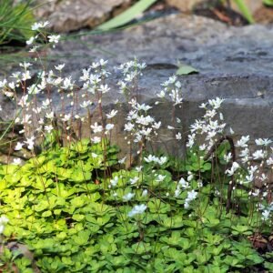 Close-up of Saxifraga cuneifolia flower on rocky surface.