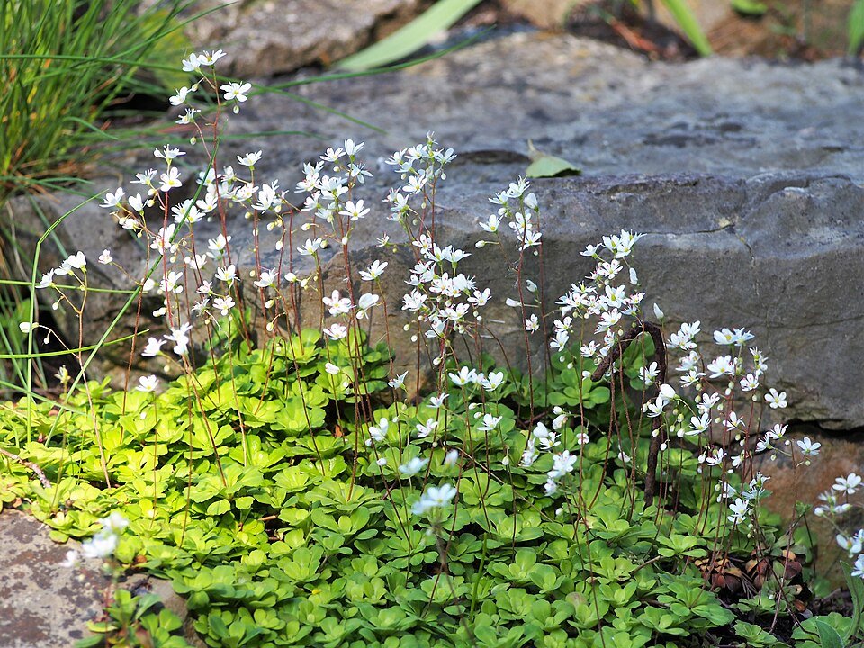 Close-up of Saxifraga cuneifolia flower on rocky surface.
