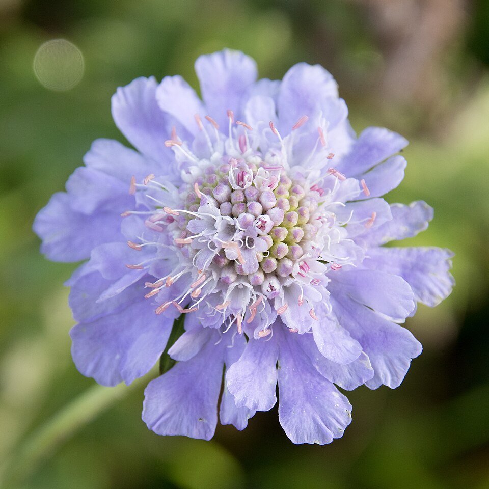 Scabiosa japonica bloemen en bladeren in volle bloei.