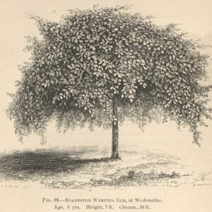 Zeldzame Ulmus 'Scampstoniensis' boom met groene bladeren in parkachtige setting.