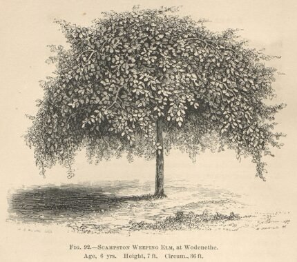 Zeldzame Ulmus 'Scampstoniensis' boom met groene bladeren in parkachtige setting.