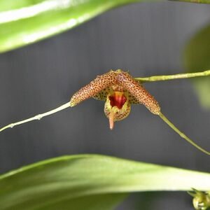 Orchidee Scaphosepalum swertiifolium bloemen in close-up.