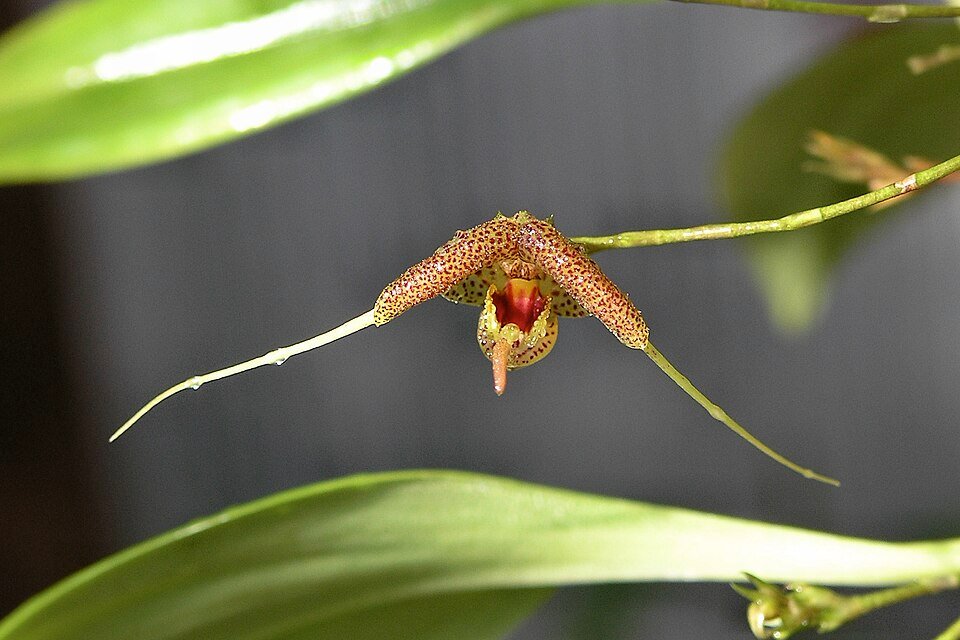 Orchidee Scaphosepalum swertiifolium bloemen in close-up.
