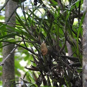 Purple and yellow Scaphyglottis fasciculata orchid flower close-up.