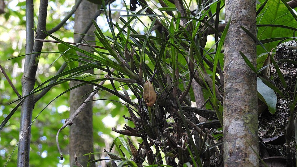 Purple and yellow Scaphyglottis fasciculata orchid flower close-up.
