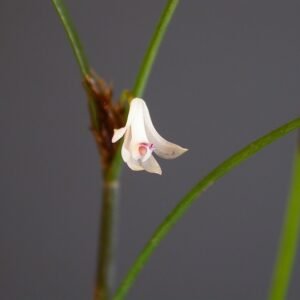 Scaphyglottis longicaulis orchidee met lange stelen en groene bladeren.