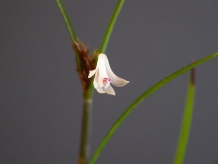 Scaphyglottis longicaulis orchidee met lange stelen en groene bladeren.