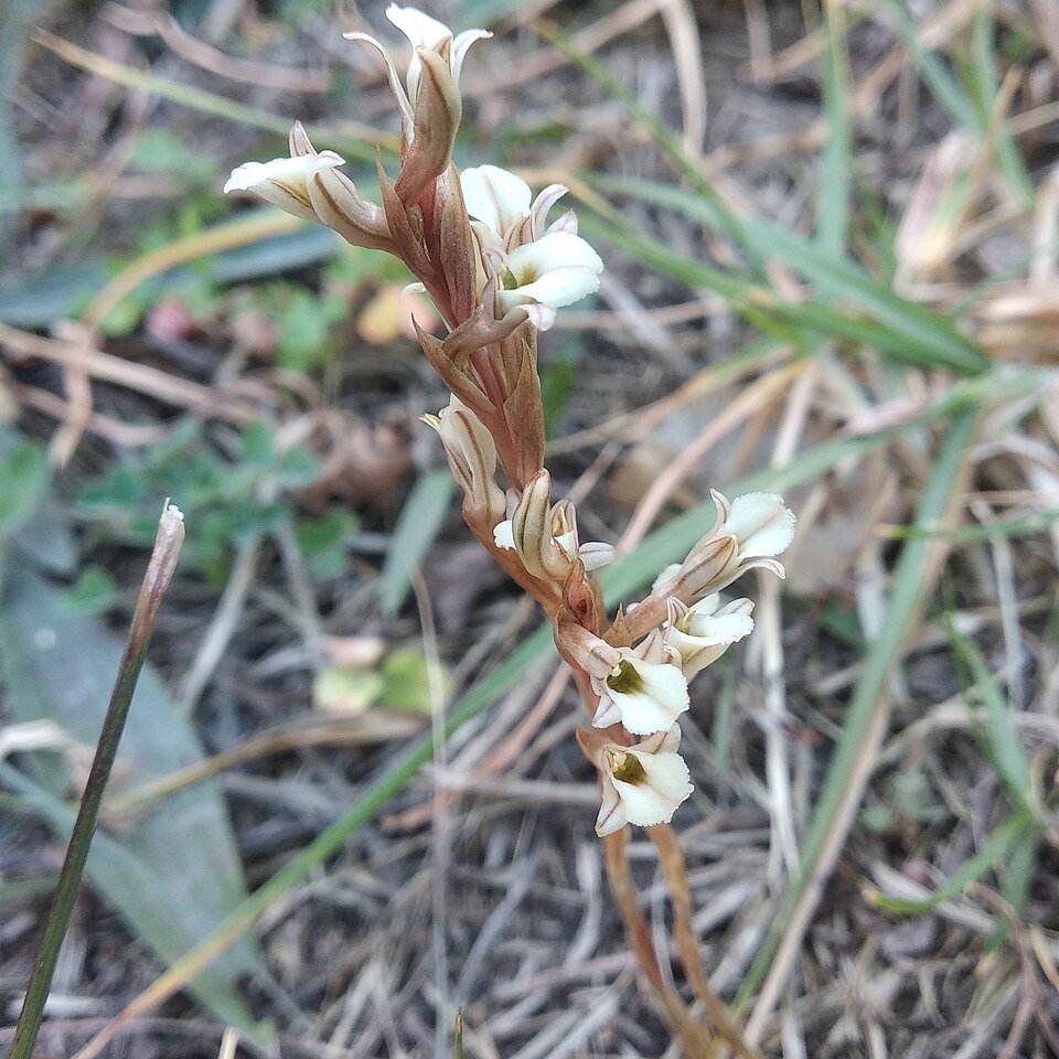 Bloeiende Schiedeella crenulata plant met groene bladeren en witte bloemen op een heldere achtergrond.