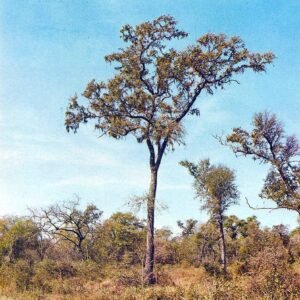 Schinopsis balansae plant met stekelige takken en donkergroene bladeren.