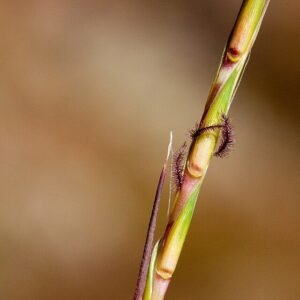 Schizachyrium scoparium plant met fijne bladeren in natuurlijke omgeving.