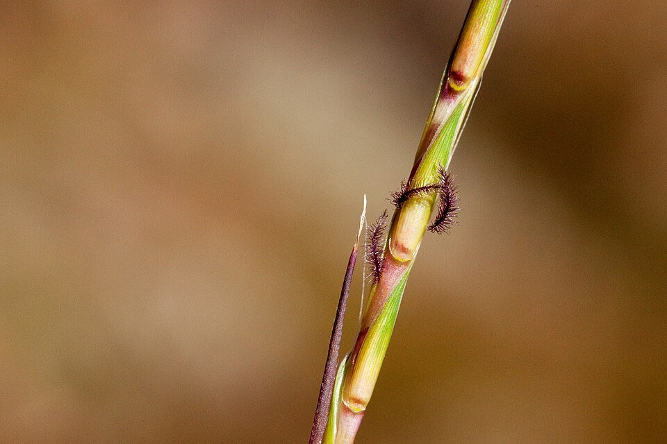 Schizachyrium scoparium plant met fijne bladeren in natuurlijke omgeving.