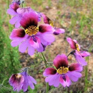 Schizanthus carlomunozii var dilutimaculatus bloemen in paars, roze en wit.