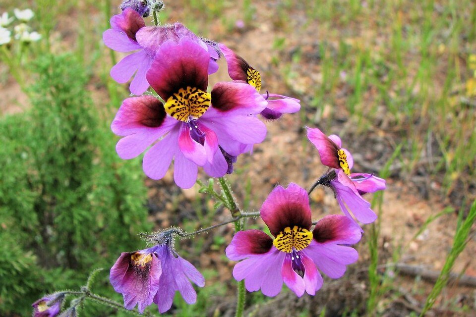 Schizanthus carlomunozii var dilutimaculatus bloemen in paars, roze en wit.