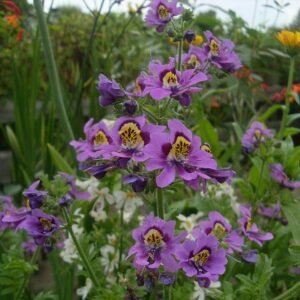 Colorful Schizanthus pinnatus flowers in pink, purple, and yellow hues.