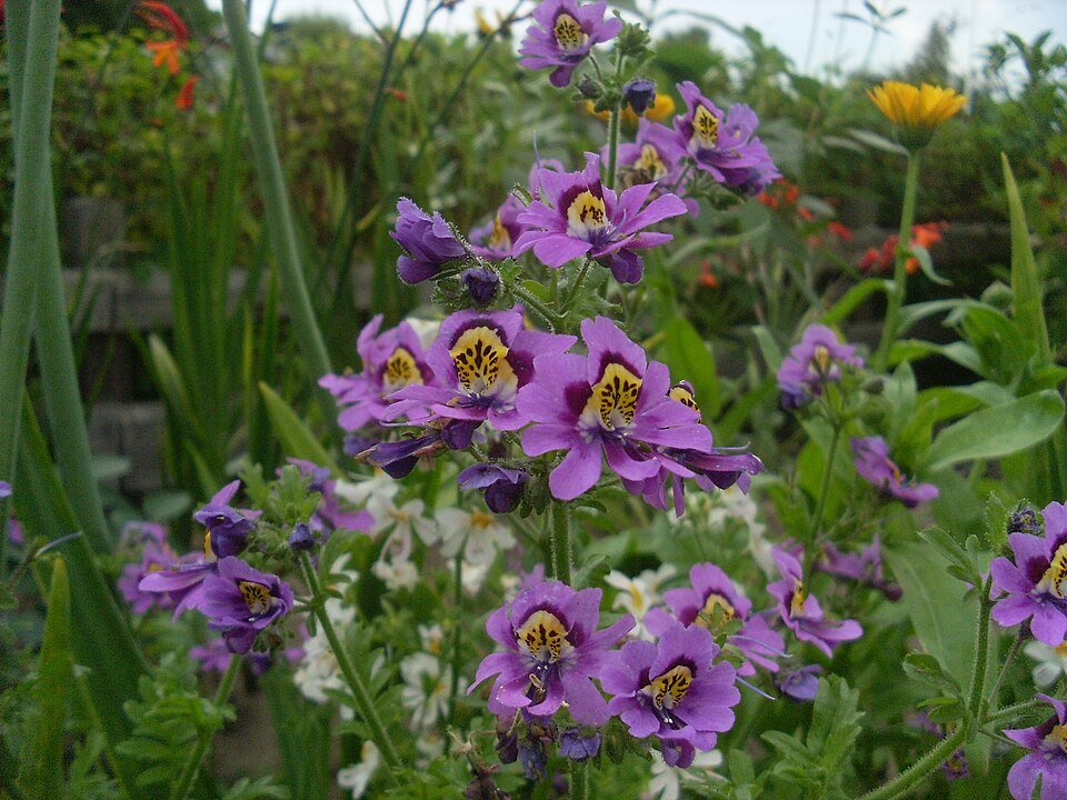 Colorful Schizanthus pinnatus flowers in pink, purple, and yellow hues.