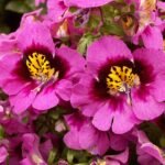 Schizanthus bloemen in diverse kleuren en vormen.
