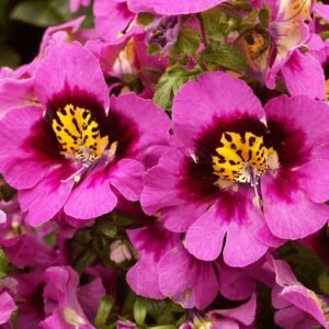 Schizanthus bloemen in diverse kleuren en vormen.